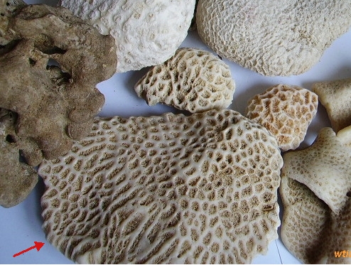 紧急!寻找一块代表北海上央视节目的珊瑚石!