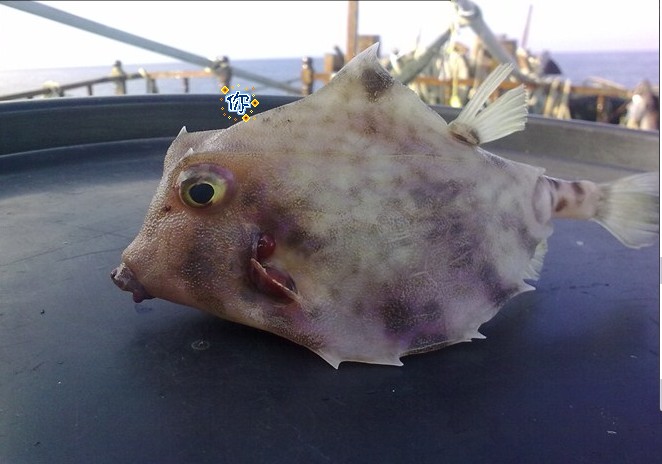 猪鱼~~~~~也叫棺材鱼,手机拍摄如有不清晰请见谅