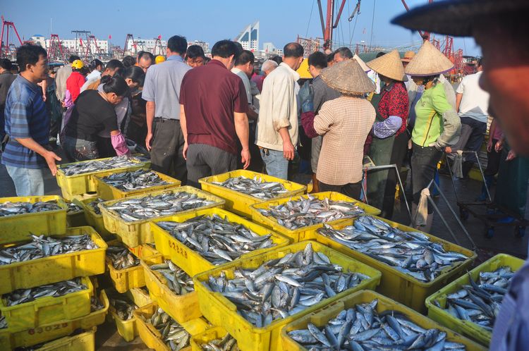 休渔前实拍北海侨港码头的繁忙景象