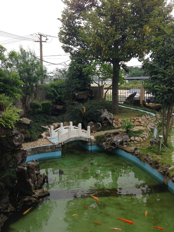 合浦珠乡大酒店的两棵铁树开花了