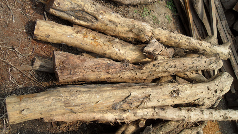 出黄鱼勒木,内详