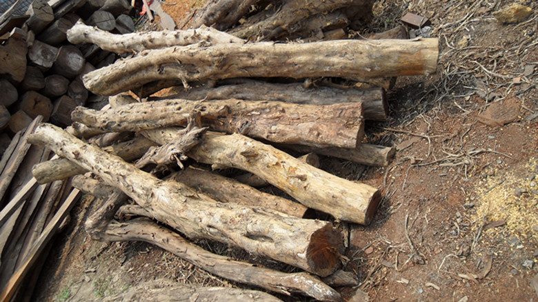 出黄鱼勒木,内详