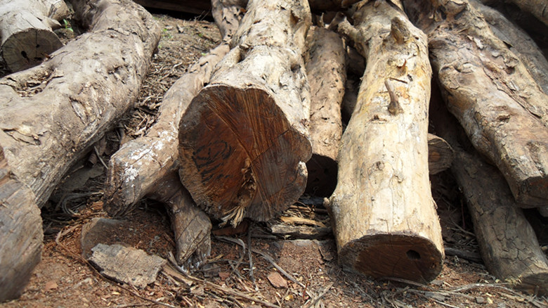 出黄鱼勒木,内详