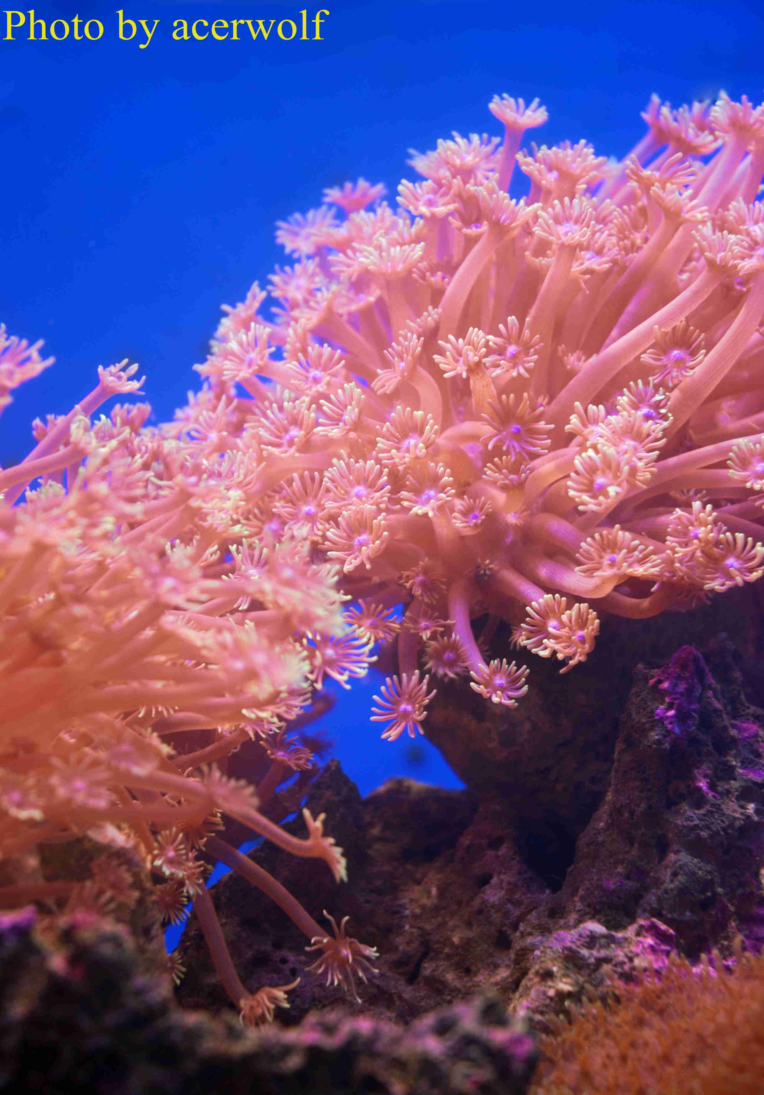 海葵珊瑚小丑鱼