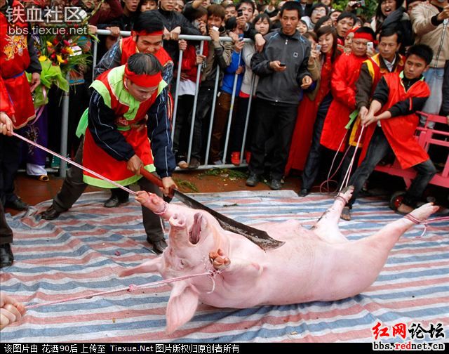 吃狗肉吃得爽,吃狗人的逻辑其实可以很变态