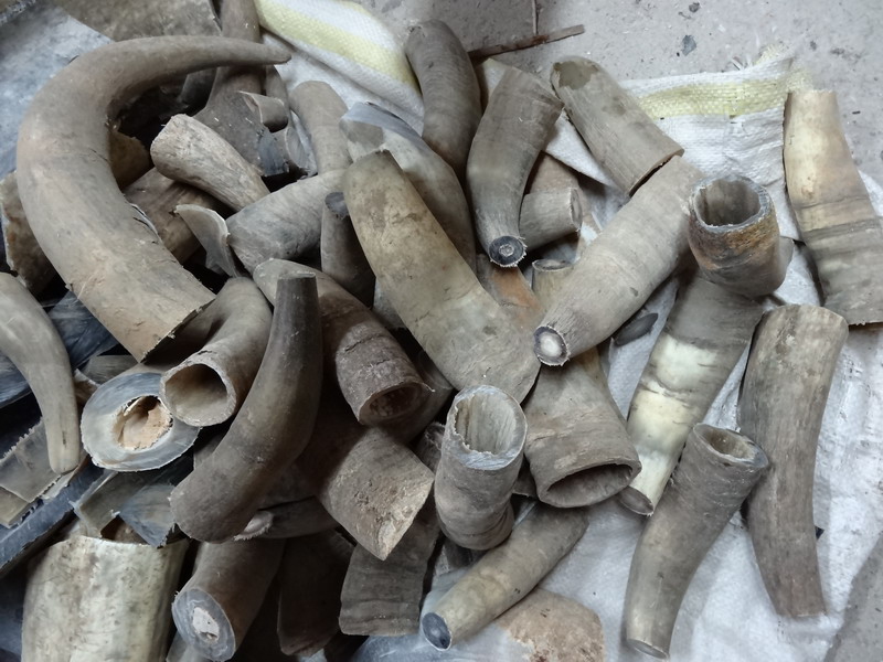 北海人对合浦牛角雕还有记忆吗?