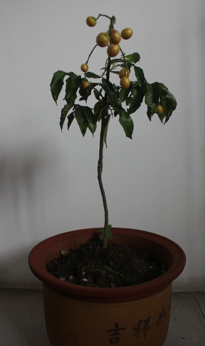 黄皮果也可以摘了