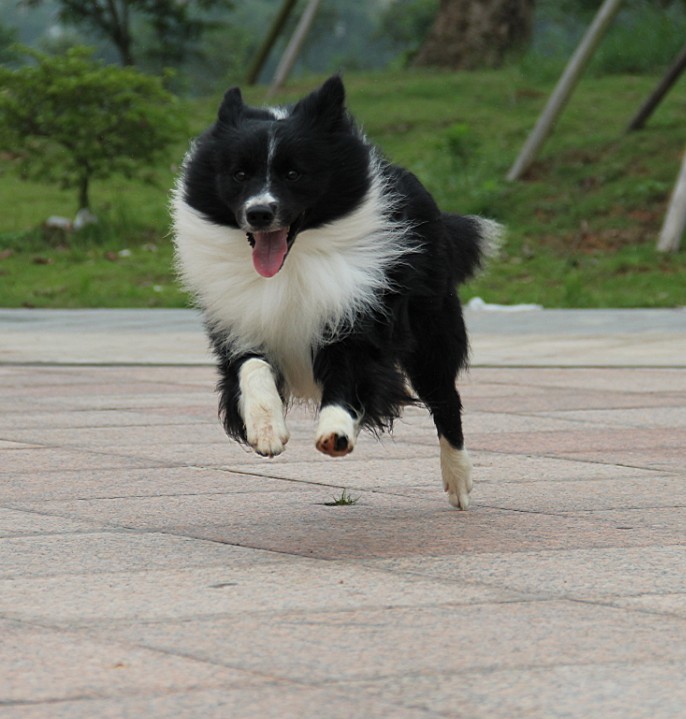 再回首,两只特别花色的边牧