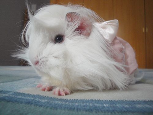 长逆毛豚鼠生了3个宝贝,2公1母全白