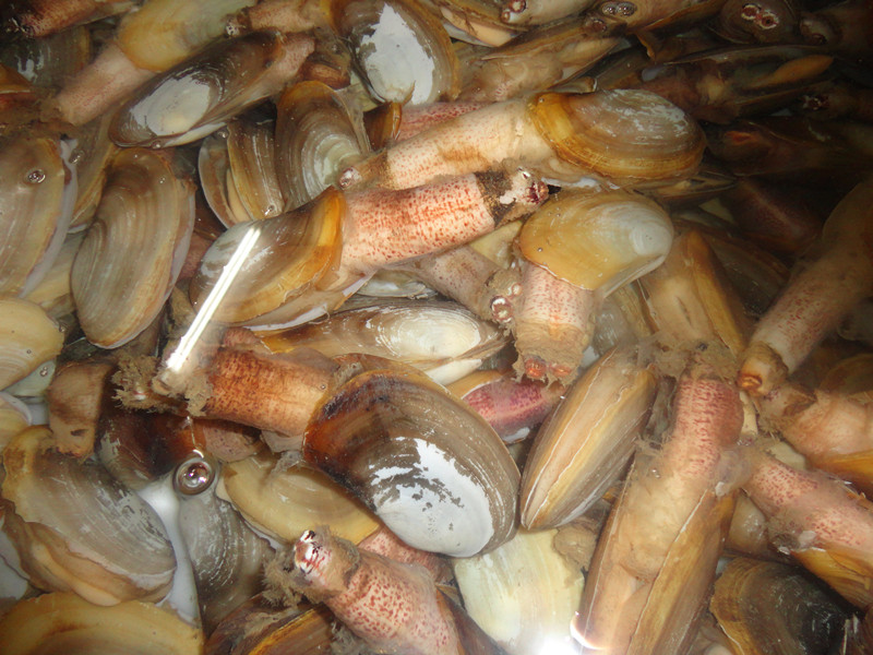 象鼻螺,可能是北海最好吃的螺带壳,13-30一斤.生猛度,和天气价格不同.