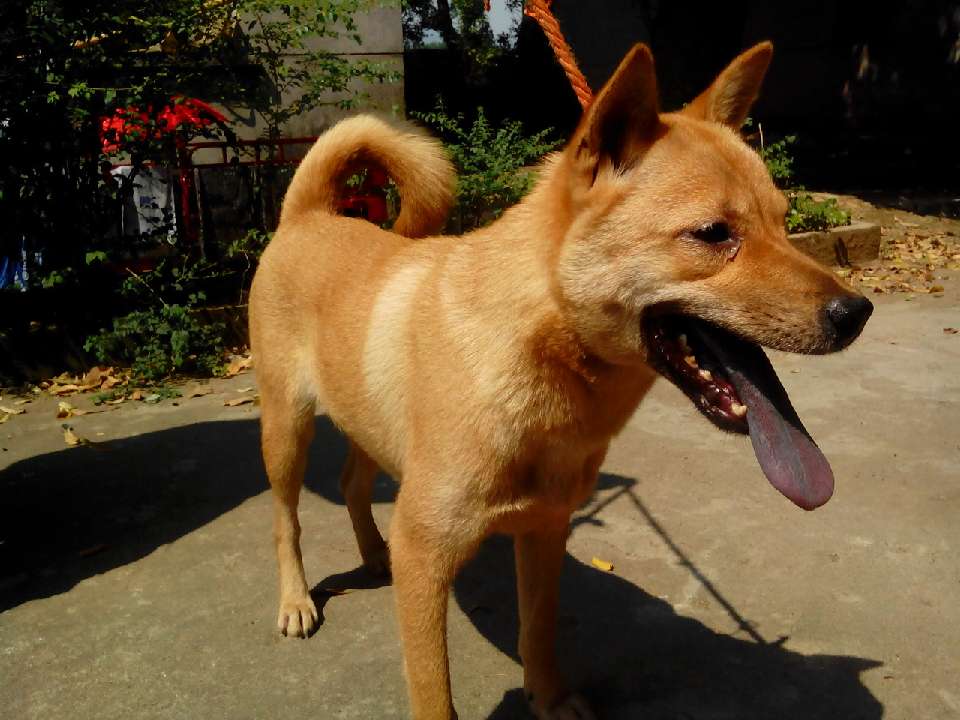 出只小山师傅狗