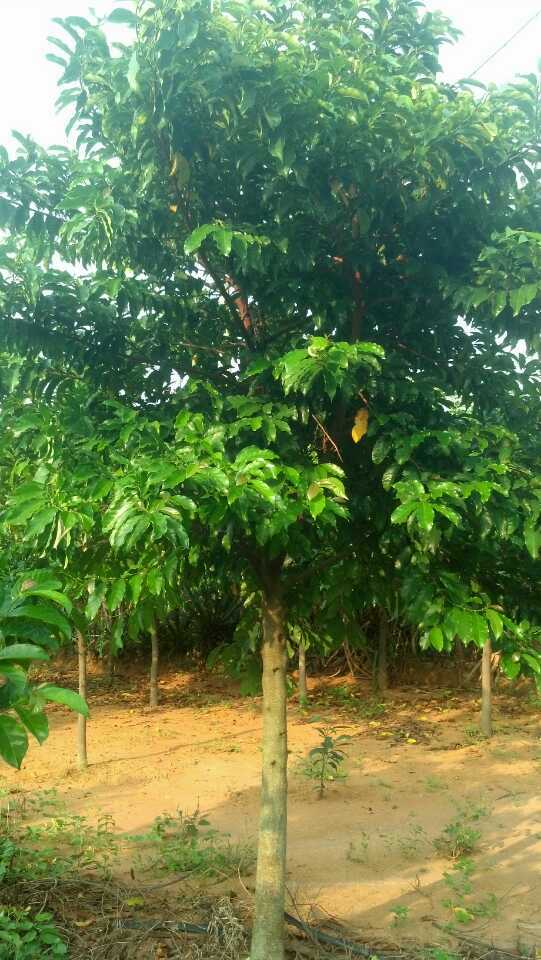 有胭脂,龙胆出售