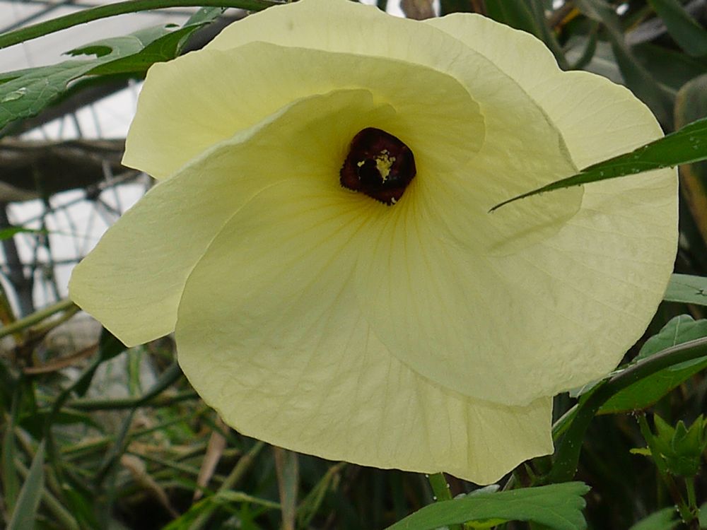 菜芙蓉菜芙蓉花