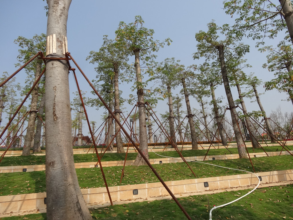 这些无头树,拐杖树能给人大自然的愉悦感受吗?