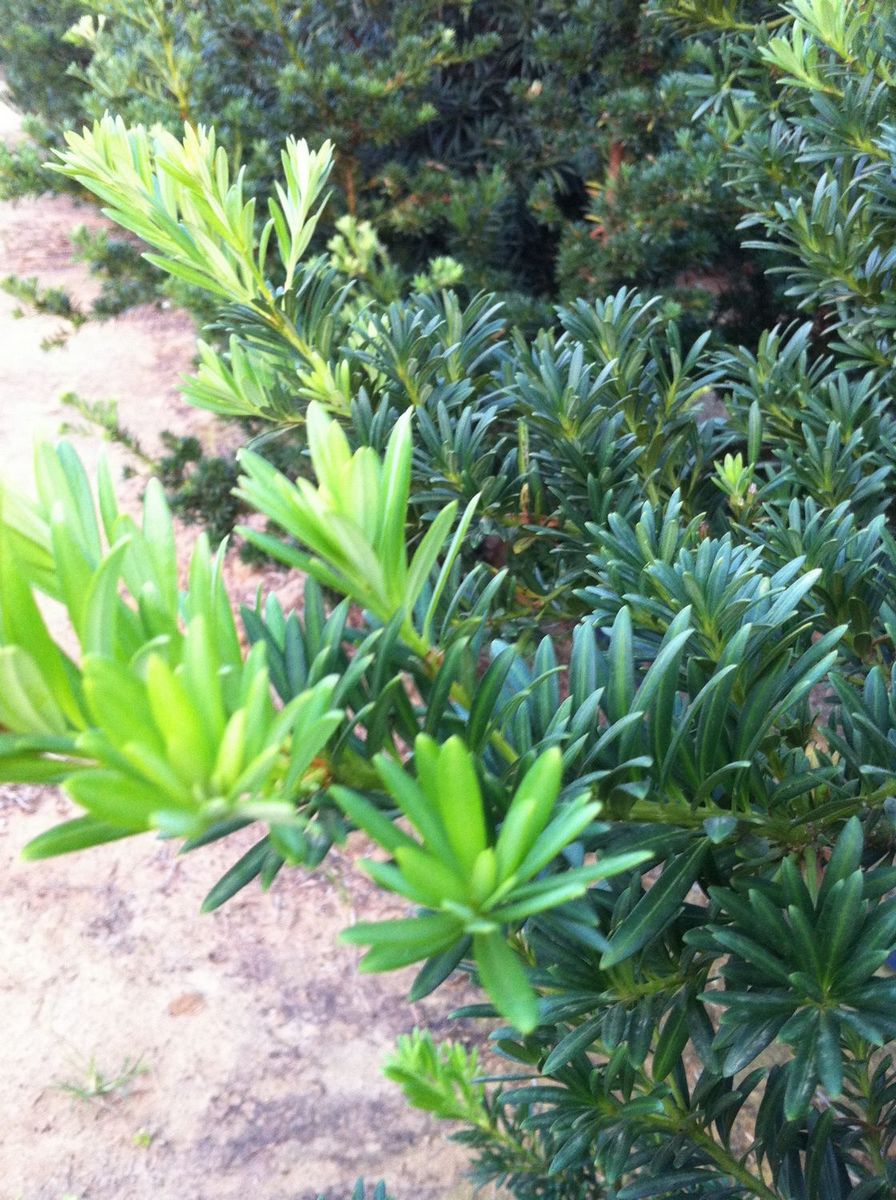 转优质中叶罗汉松,贵妃罗汉松,价格面议