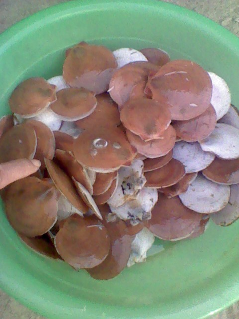 我还是吃海鲜算了,6块钱一大盘新鲜的飞螺带子,回家慢慢开.