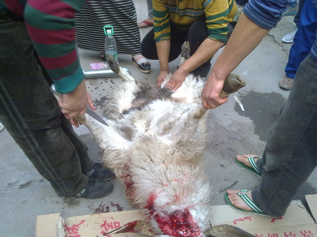 大街上当场杀羊.慎入,暴力血腥,阿弥陀佛