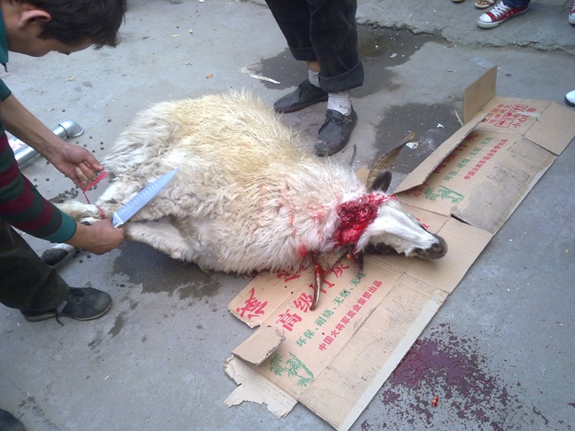 杀羊羔事件图片