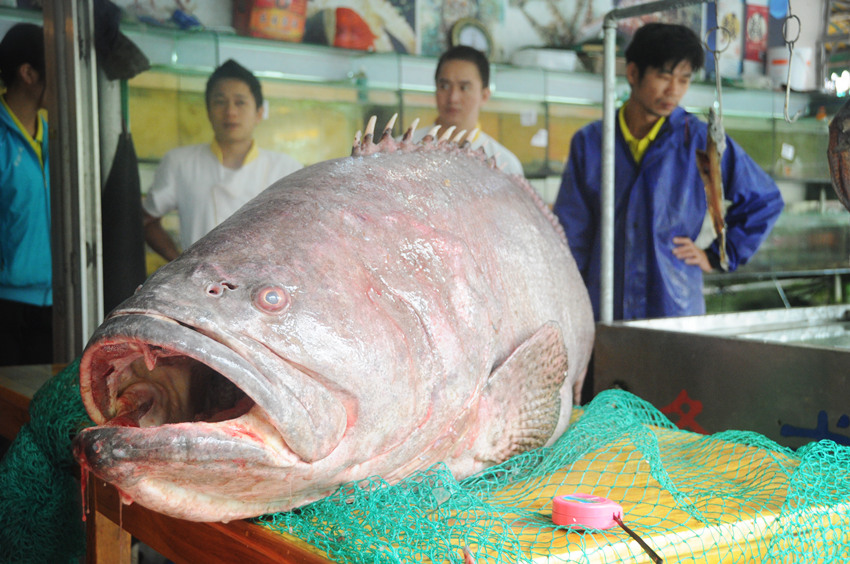 北海有渔船捕获巨型龙趸长1.