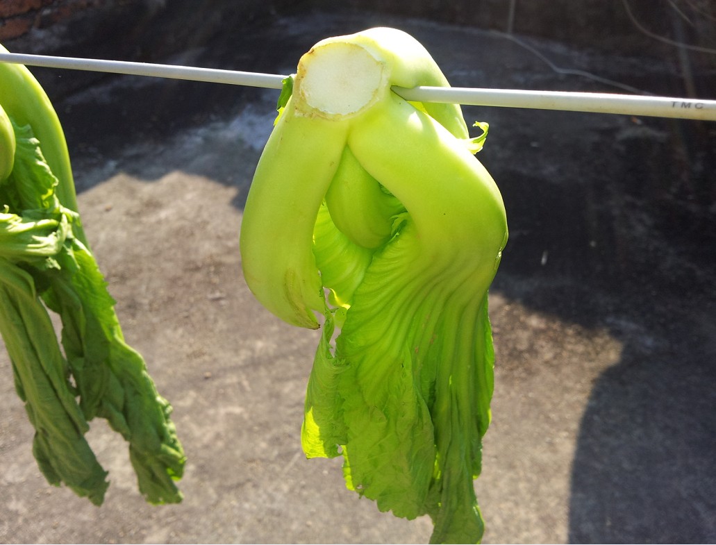 窝家的日子做起了禄水菜