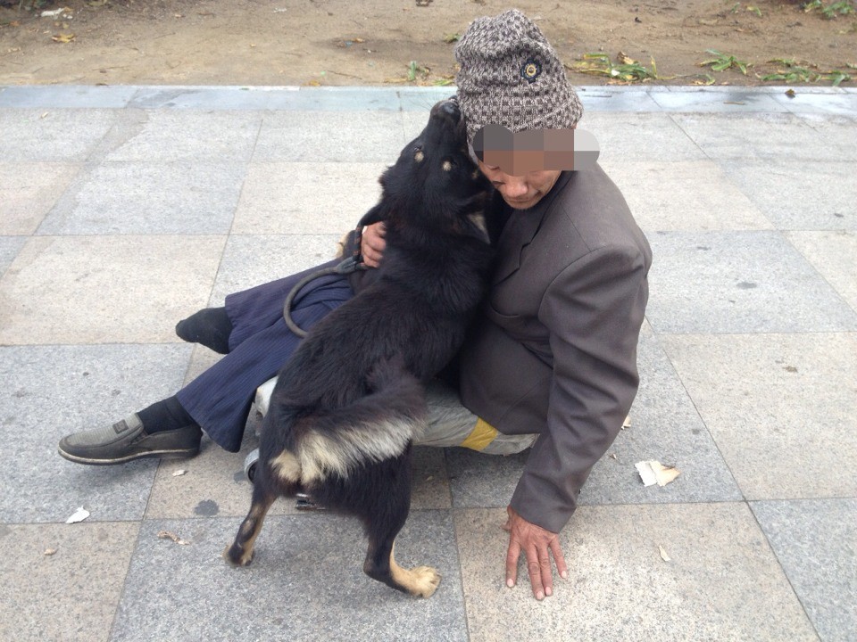 求助请帮街边老人和他的狗狗一起去海南