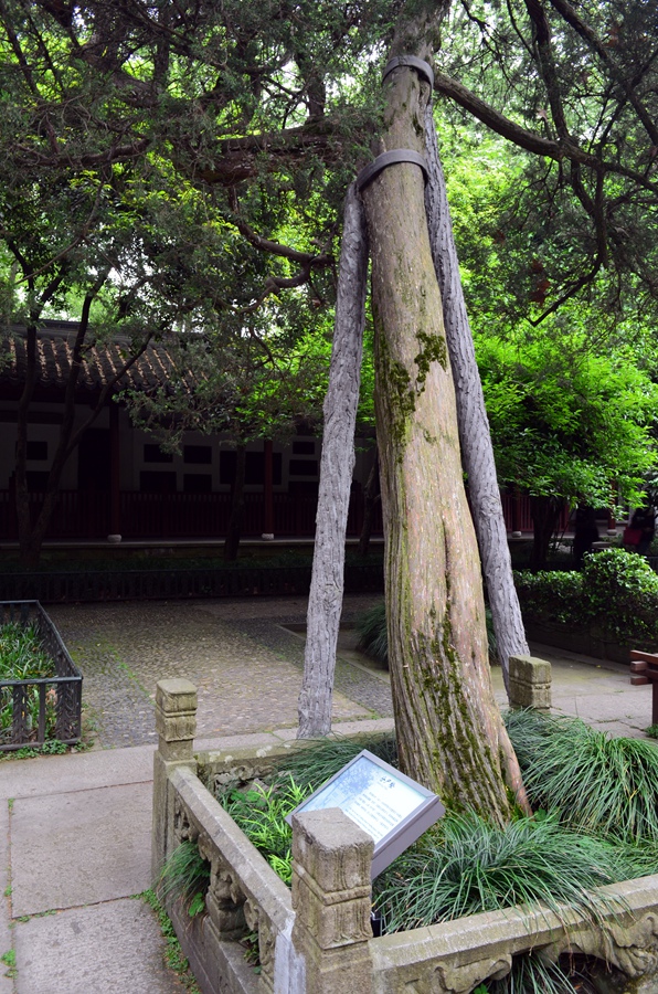 时尚上海,醉美杭州,奇峻黄山—江南六天自助休闲游