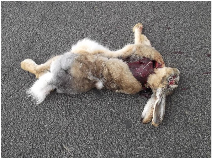 路上车碾死一个兔子,肉是非常好的