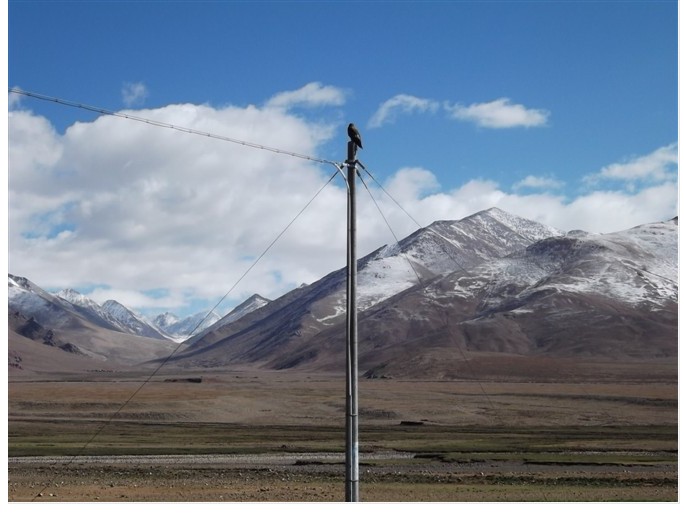 电线杆上站着一只鹰.在这样的地方生活,它只有吃草原鼠了.
