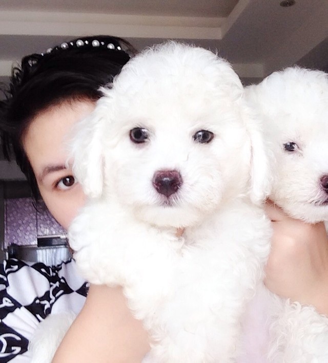 超萌的比熊宝宝,小眼神真是无人能敌!