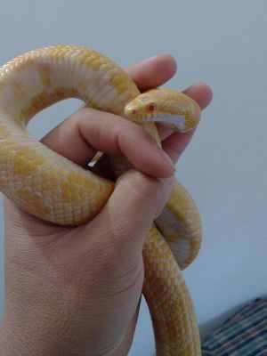 卖宠物蛇,不要钱都得