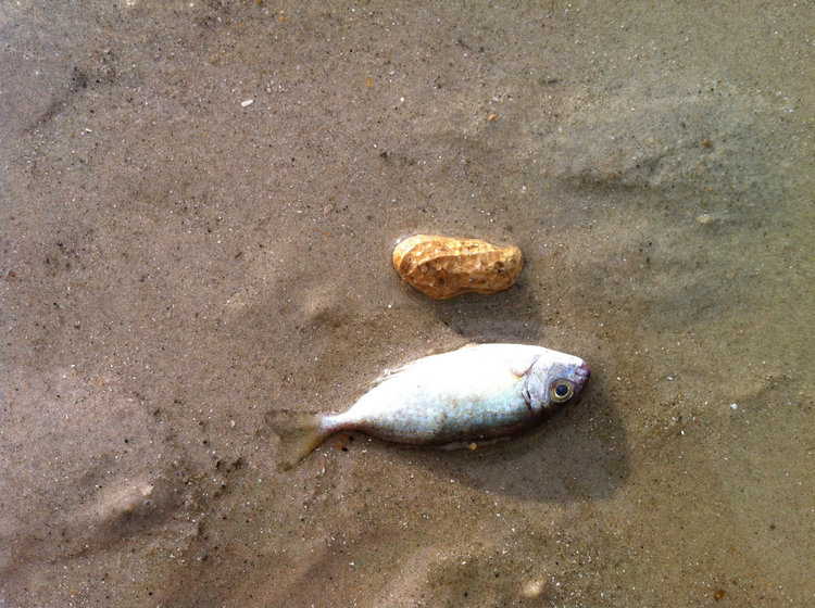 银滩岸边沙滩上看到好多莫名死去的小鱼苗