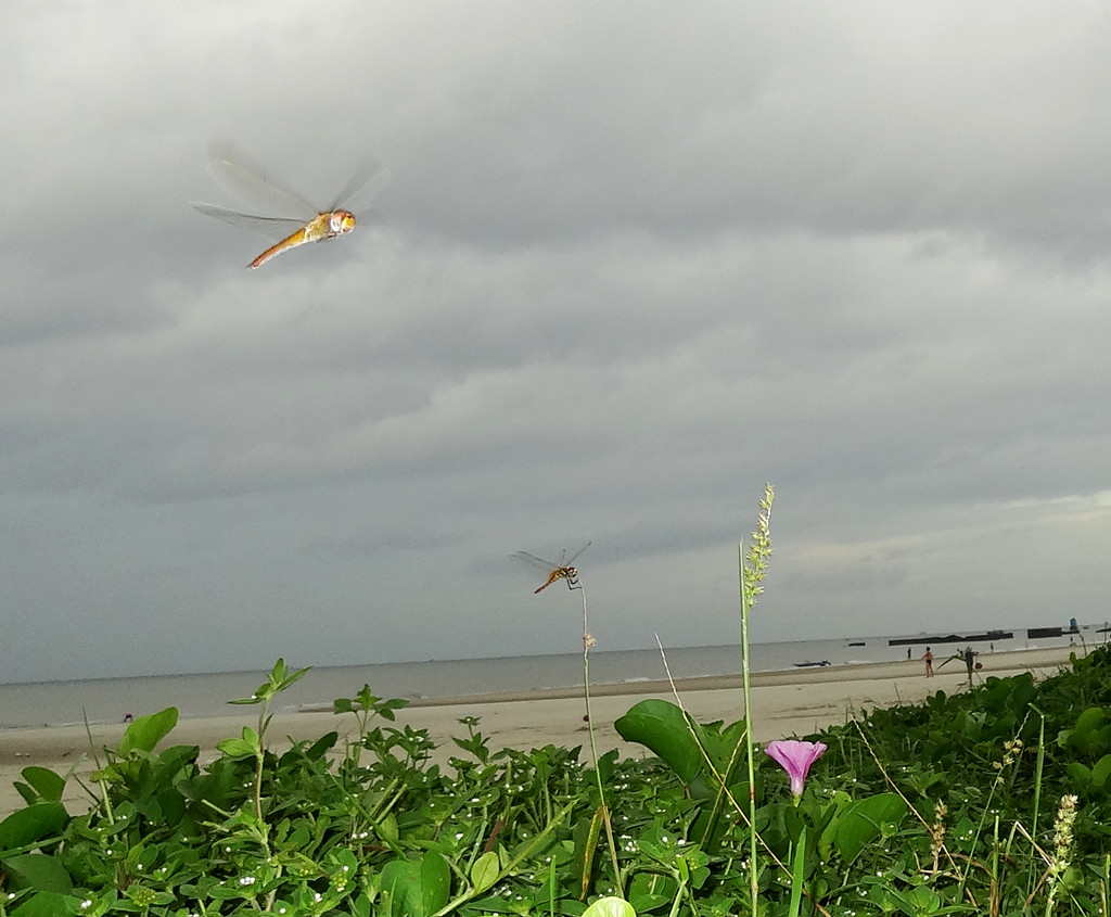 秋日的银滩红蜻蜓似轰炸机群,黄牛在安然的吃草,好一派田园牧歌景象