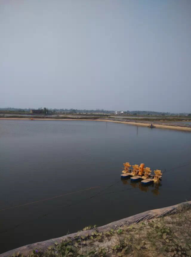 金海湾附近有30多亩虾塘出售