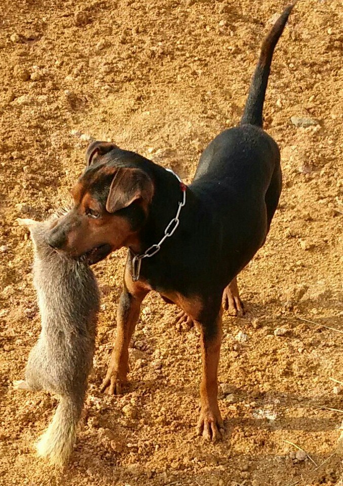 太仓猎犬,内详