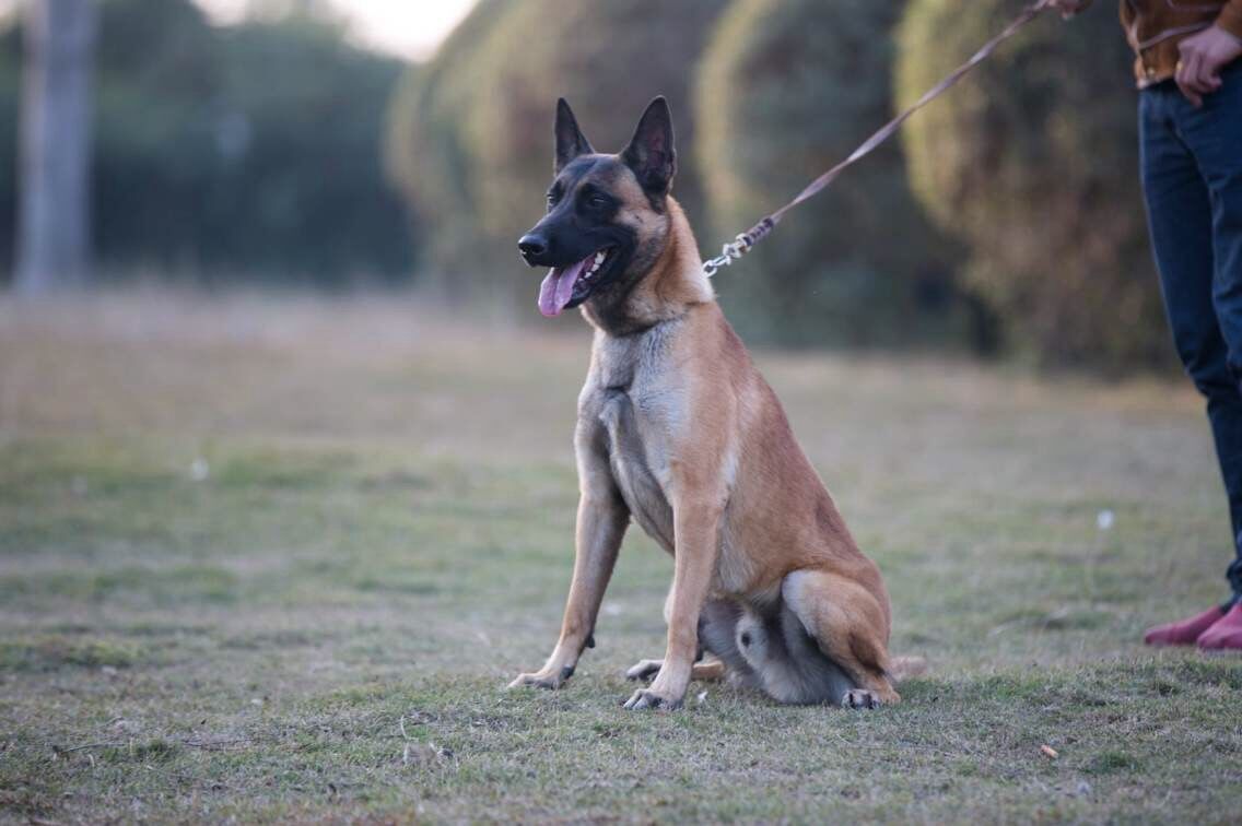 荷兰牧羊犬马犬图片