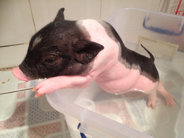 转泰国小香猪,330元