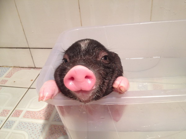 现有泰国小香猪一只,才刚到一天,原打算买给家里小