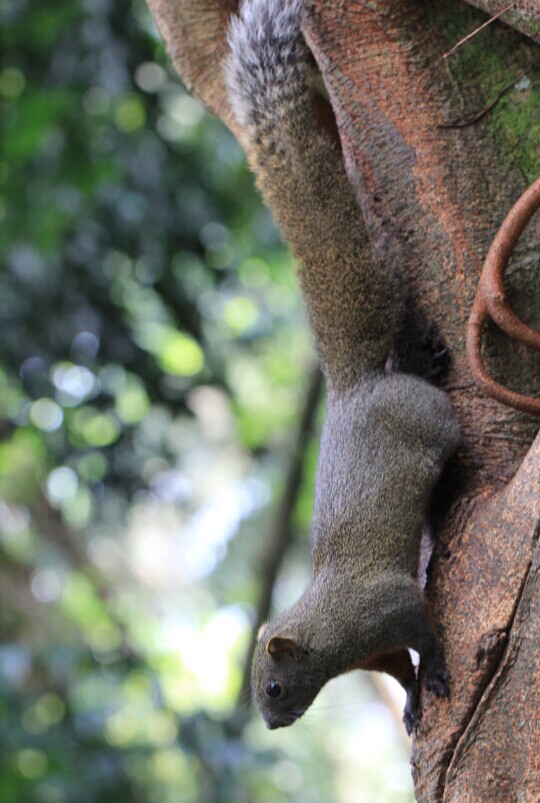 去桂平西山拍的野松鼠