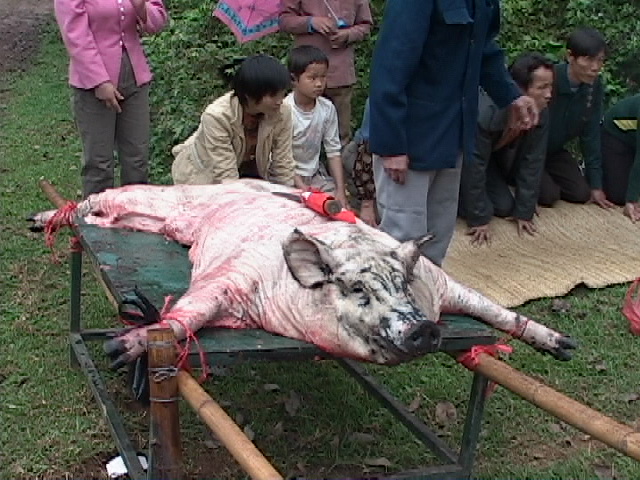 贵州哭下猪羊祭哭爸爸图片
