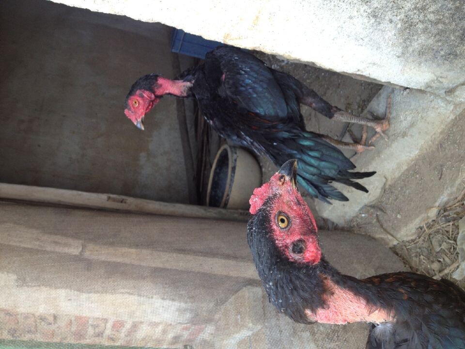 斗鸡-其它宠物-北海365网(beihai365.com)