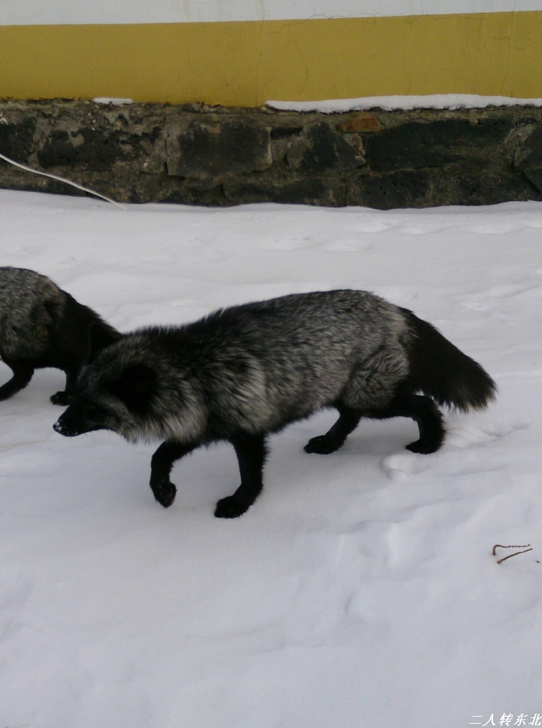 在长白山下有很多狐狸在溜达