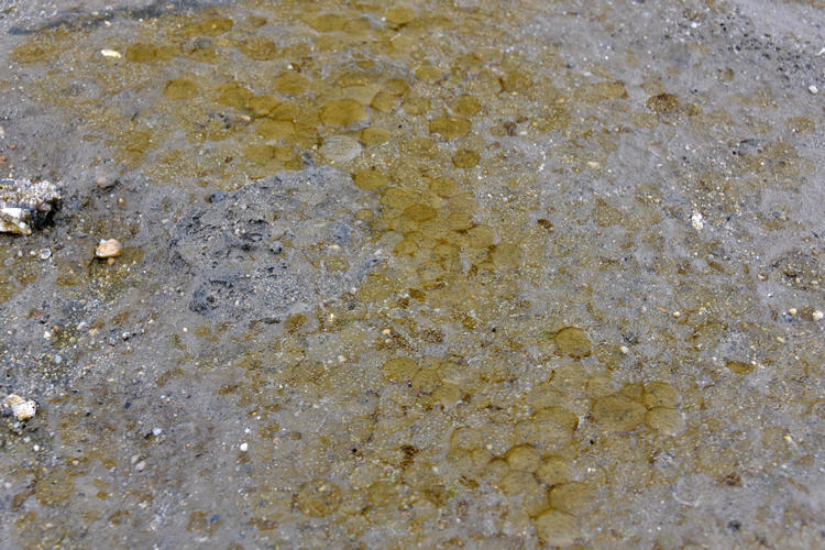 北海西面,北面海域均出现大范围棕囊藻(密集恐惧症慎入)