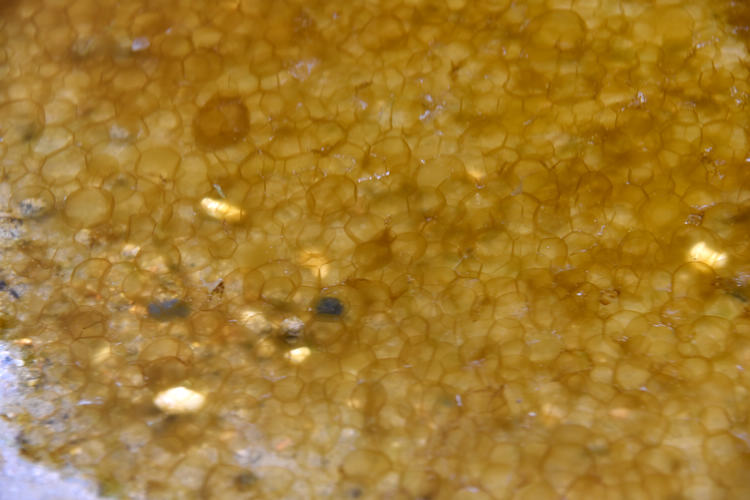 北海西面,北面海域均出现大范围棕囊藻(密集恐惧症慎入)