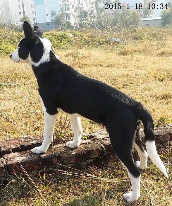 黑白分明的田园犬漂亮!