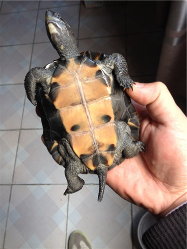 出售一条5两几广西黑颈母