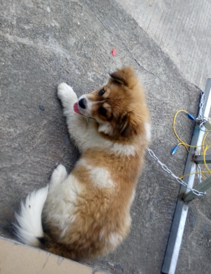 转让4个月大的小狗一条300元,家里不让养