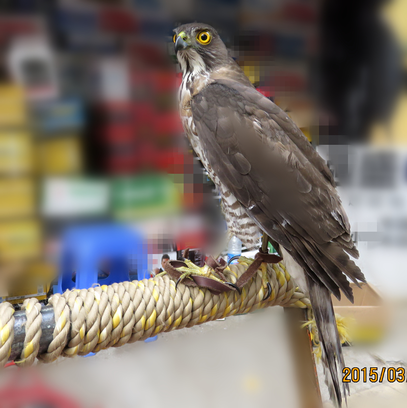 北海街头的鹰