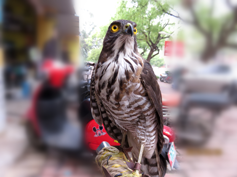 北海街头的鹰