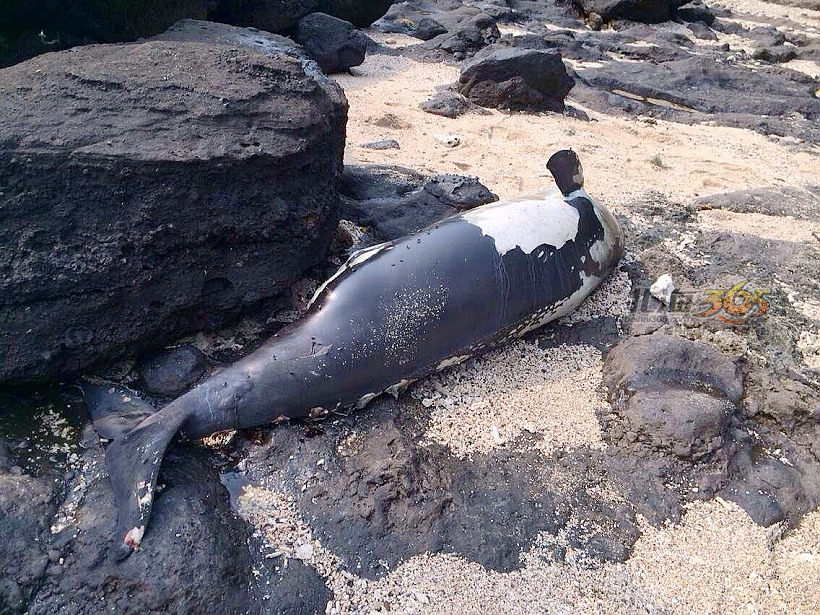 海豚死亡图片大全图片