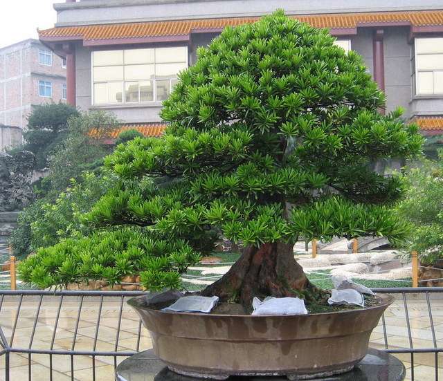 罗汉松欣赏-花木盆景-北海365网(beihai365.com)